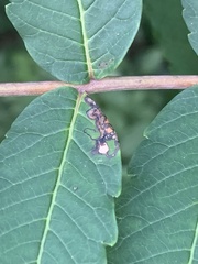 Stigmella intermedia
