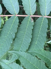 Stigmella intermedia