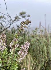 Valeriana microphylla
