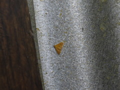 Pyrausta pseudonythesalis
