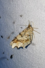 Macaria alternata
