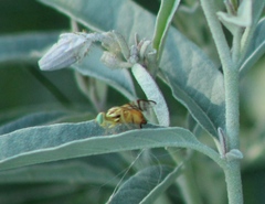 Zonosemata vittigera