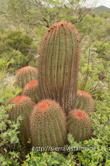 Ferocactus pilosus