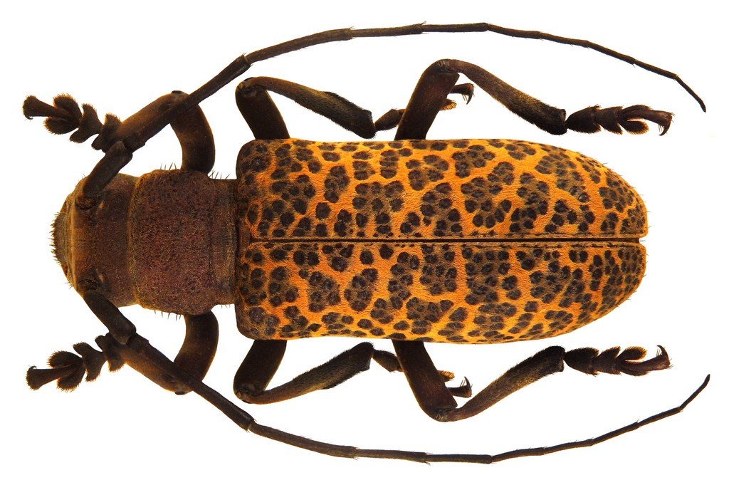 Paranaleptes