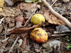 Malus sylvestris