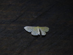 Idaea similinea