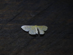 Idaea similinea