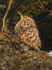 Salpornis salvadori erlangeri