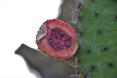 Opuntieae