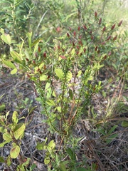 Hypericum tenuifolium