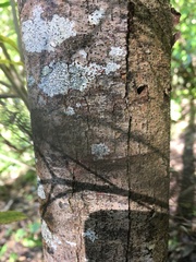 Elaeocarpus dentatus