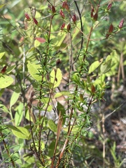 Hypericum tenuifolium