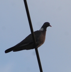 Columba palumbus