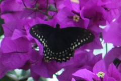 Papilio menatius