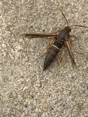 Vitacea polistiformis