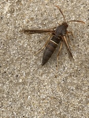 Vitacea polistiformis