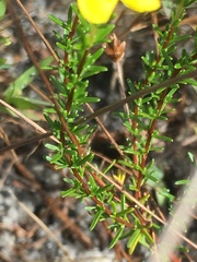 Hypericum tenuifolium