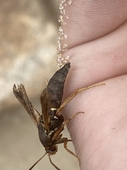 Vitacea polistiformis