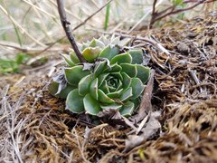 Sempervivum heuffelii