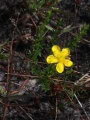 Hypericum tenuifolium