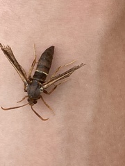 Vitacea polistiformis