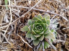 Sempervivum heuffelii