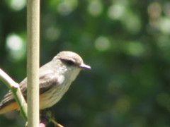 Pyrocephalus rubinus