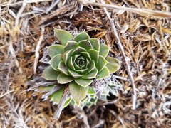 Sempervivum heuffelii
