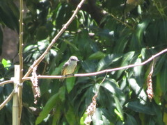 Pyrocephalus rubinus