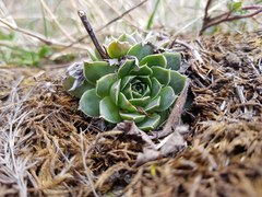 Sempervivum heuffelii