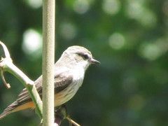 Pyrocephalus rubinus