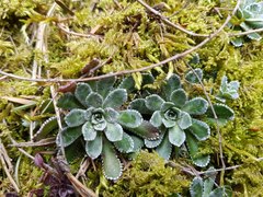 Saxifraga paniculata