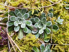 Saxifraga paniculata
