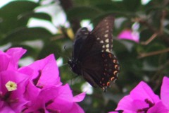 Papilio menatius