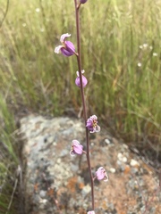 Streptanthus glandulosus glandulosus