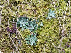Saxifraga paniculata
