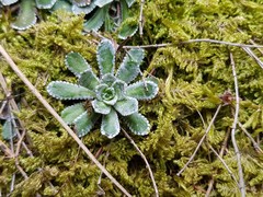 Saxifraga paniculata
