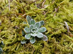 Saxifraga paniculata