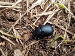 Coleoptera