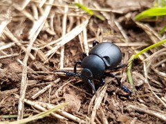 Coleoptera