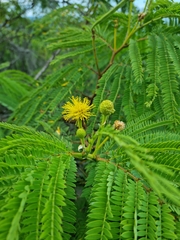 Leucaena greggii