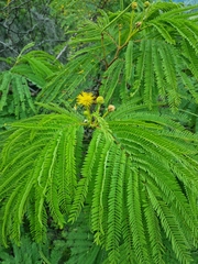 Leucaena greggii