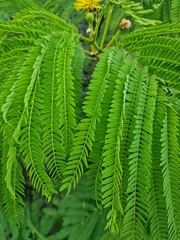 Leucaena greggii