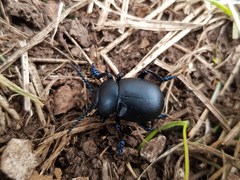 Coleoptera