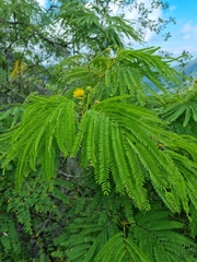 Leucaena greggii