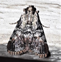 Orthaga rubridiscalis