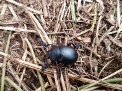 Coleoptera