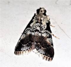 Orthaga rubridiscalis