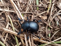 Coleoptera