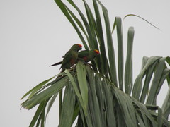 Aratinga auricapillus